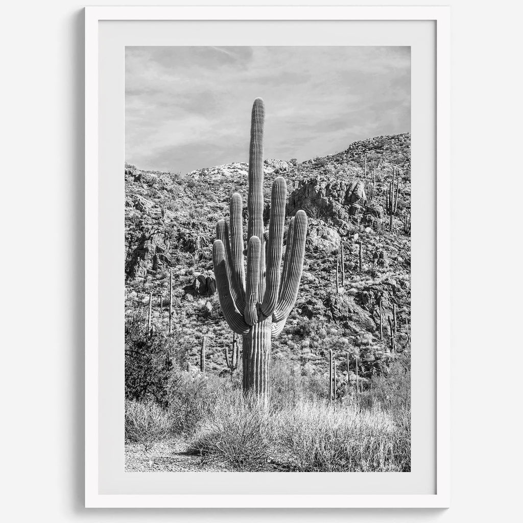Vintage Saguaro