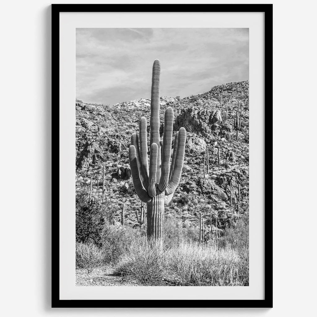 Vintage Saguaro