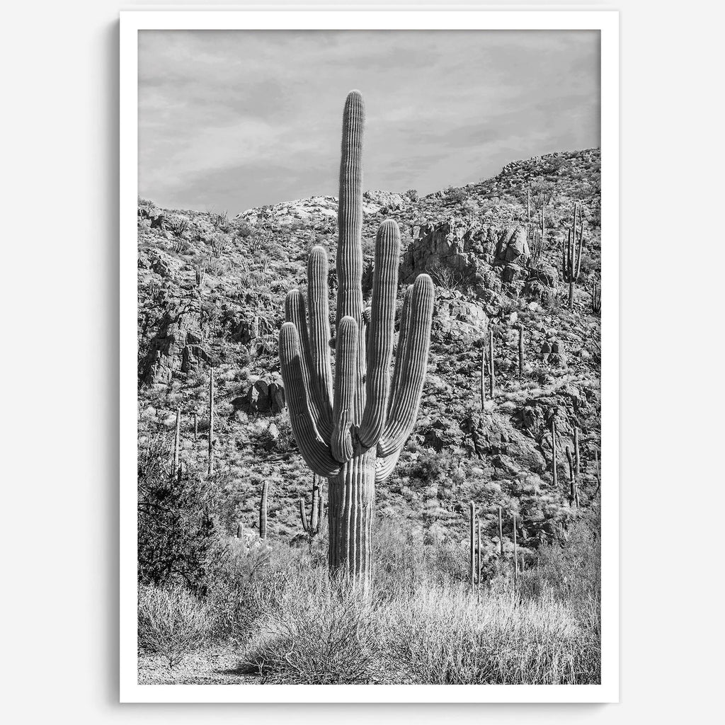 Vintage Saguaro